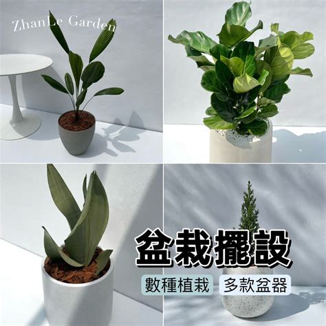 虎尾蘭放睡房|【植物擺設指南】虎尾蘭可以放在家裡嗎？臥室擺放虎尾蘭帶來舒。